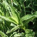 Cirsium monspessulanum habit picture by Yoan MARTIN (cc-by-sa)