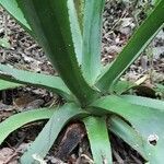 Agave antillarum leaf picture by Trap Hers (cc-by-sa)