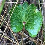 Ranunculus peruvianus leaf picture by Fabien Anthelme (cc-by-sa)