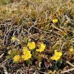 Potentilla pusilla habit picture by Jani Zadrgal (cc-by-sa)