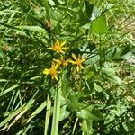 Senecio triangularis flower picture by veryorganic (cc-by-sa)