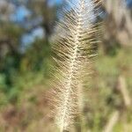 Setaria parviflora fruit picture by Trap Hers (cc-by-sa)