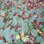 Rubus foliosus leaf picture by serge hampart (cc-by-sa)