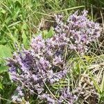 Limonium humile flower picture by Sven Winkenhoff (cc-by-sa)