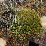 Oreobolus obtusangulus habit picture by Fabien Anthelme (cc-by-sa)