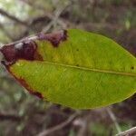 Apodytes dimidiata leaf picture by S. Dufour-Kowalski (cc-by-sa)