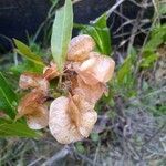 Dodonaea viscosa fruit picture by cabana carlos manuel (cc-by-sa)