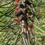 Allocasuarina verticillata flower picture by jessamie yule (cc-by-sa)