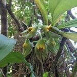 Catasetum macrocarpum flower picture by Carneiro Tiago (cc-by-sa)