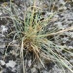 Festuca pallens leaf picture by Susan Weber (cc-by-sa)