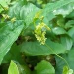 Dioscorea communis flower picture by Giovanni Scarmoncin (cc-by-sa)