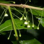 Pouteria filiformis fruit picture by Nelson Zamora Villalobos (cc-by-nc)