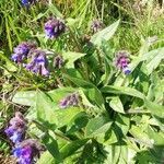 Pulmonaria longifolia flower picture by pierre Pauc (cc-by-sa)