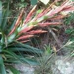 Tillandsia fasciculata flower picture by Shehadi Ramiz (cc-by-sa)