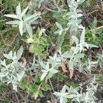 Buddleja cordobensis habit picture by Trap Hers (cc-by-sa)