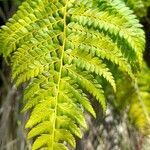 Polystichum montevidense leaf picture by Trap Hers (cc-by-sa)