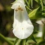 Stachys glutinosa flower picture by Pasak Ewa (cc-by-sa)