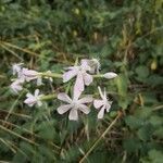 Saponaria officinalis flower picture by Valter Gosti (cc-by-sa)