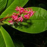 Hymenandra sordida flower picture by Nelson Zamora Villalobos (cc-by-nc)