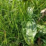 Gentiana pannonica leaf picture by Claus-Dieter Seidel (cc-by-sa)