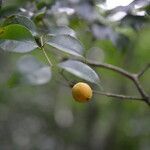 Eugenia costaricensis fruit picture by Nelson Zamora Villalobos (cc-by-nc)