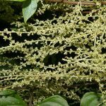 Dioscorea matagalpensis habit picture by Nelson Zamora Villalobos (cc-by-nc)