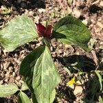 Trillium sessile flower picture by jeanne (cc-by-sa)