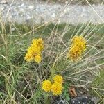 Galatella linosyris habit picture by Jacques Zuber (cc-by-sa)