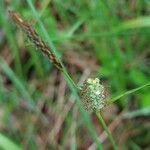 Carex tomentosa flower picture by Dominique Vioux (cc-by-sa)