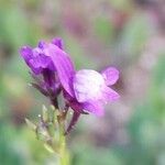 Linaria pelisseriana flower picture by Sergio costantini (cc-by-sa)