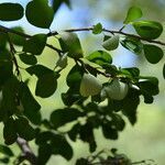 Erythroxylum rotundifolium habit picture by Nelson Zamora Villalobos (cc-by-nc)