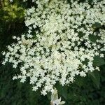 Sambucus nigra flower picture by Rota Valentina (cc-by-sa)