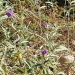 Solanum elaeagnifolium habit picture by JPhilippe Joseph-Edouard (cc-by-sa)