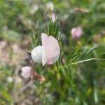 Vicia lutea flower picture by Blas Ramos (cc-by-sa)