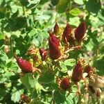 Hypericum maculatum fruit picture by Regne Concha (cc-by-sa)