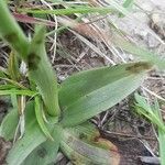 Ophrys bertolonii leaf picture by Alessandro Tonucci (cc-by-sa)