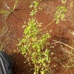 Oxalis barrelieri habit picture by charles blancher (cc-by-sa)