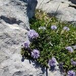 Globularia repens flower picture by Maurice Manificat (cc-by-sa)