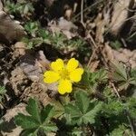 Potentilla brauneana flower picture by evelyn rufeger (cc-by-sa)