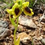 Ophrys lutea habit picture by Vinciane Bertrand (cc-by-sa)