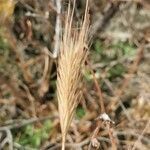 Hordeum marinum fruit picture by Henryk Rozanski (cc-by-sa)