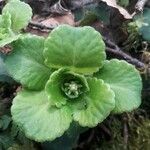 Saxifraga umbrosa leaf picture by Corentin Ollive (cc-by-sa)