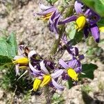 Solanum palinacanthum flower picture by Trap Hers (cc-by-sa)