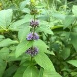 Mentha arvensis flower picture by ART ART (cc-by-sa)