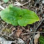 Neottia ovata leaf picture by celine van neer (cc-by-sa)