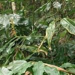 Hedychium gardnerianum habit picture by S. Dufour-Kowalski (cc-by-sa)