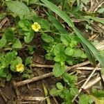 Mecardonia procumbens flower picture by Shravan Kumbhare (cc-by-sa)