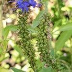 Veronica longifolia fruit picture by Else Nolden (cc-by-sa)