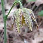 Fritillaria glauca flower picture by L. Ruiz (cc-by-sa)