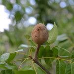 Swietenia humilis fruit picture by Nelson Zamora Villalobos (cc-by-nc)